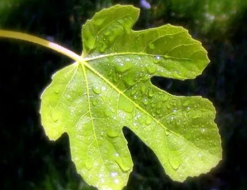 无花果叶子治疗痔疮的方法 无花果叶子治疗痔疮用干的还是鲜的