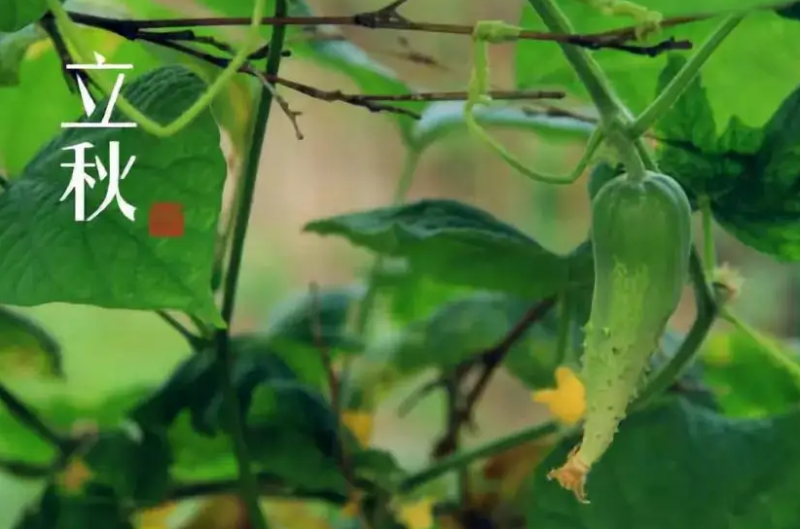 立秋是秋天了吗 秋天是从立秋后算起吗