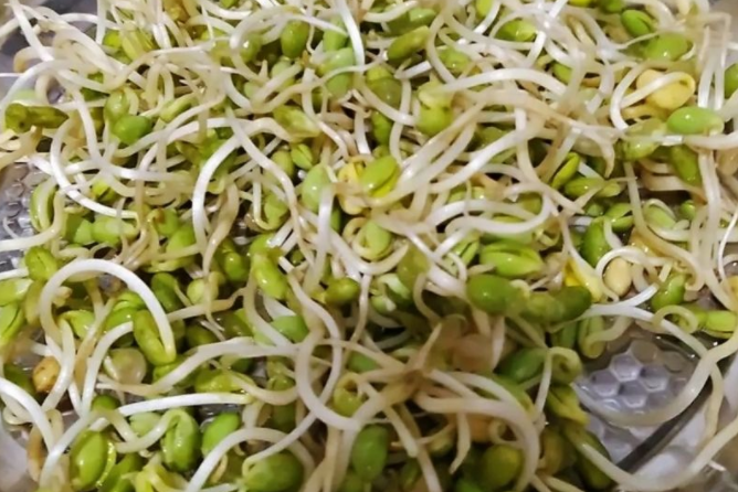 在冰箱里的小青豆发芽能吃吗 豌豆放冰箱一年能吃吗