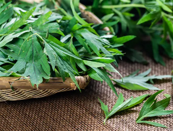 艾草和艾叶是一样的吗 艾草与蒿草的区别