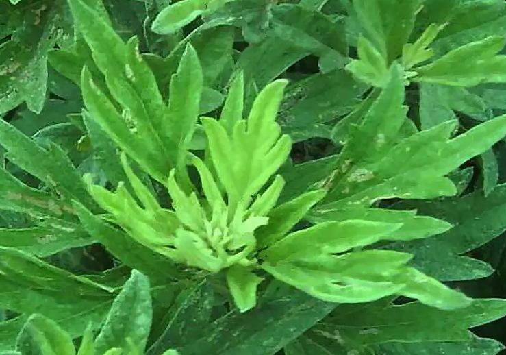 艾叶泡脚熬多长时间 艾叶泡脚的方法和用量