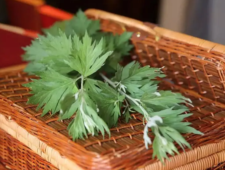 端午艾草的作用与功效 端午艾叶可以吃吗