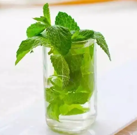 薄荷泡水什么人不能喝 晒干的薄荷叶泡水的功效