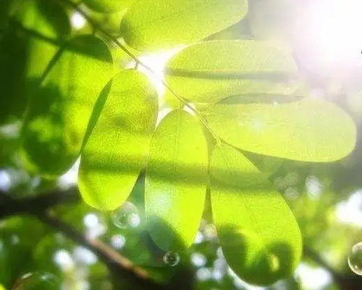立夏吃什么好 立夏下雨表示什么