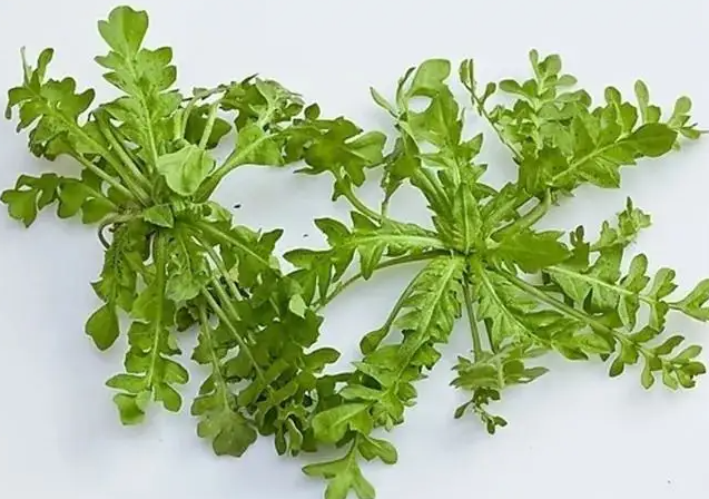 荠菜哪些人不能吃 荠菜适合什么样的人吃