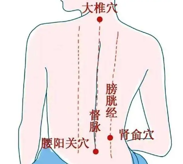 膀胱经的准确位置图解图片