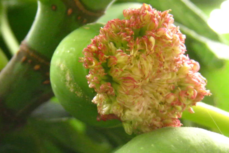 无花果开花吗 无花果是没有开花就结果吗