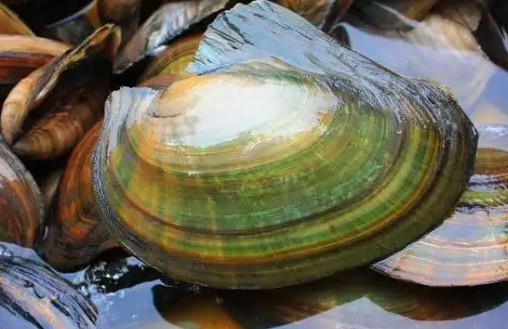 河蚌可以吃吗 新鲜的河蚌怎么处理