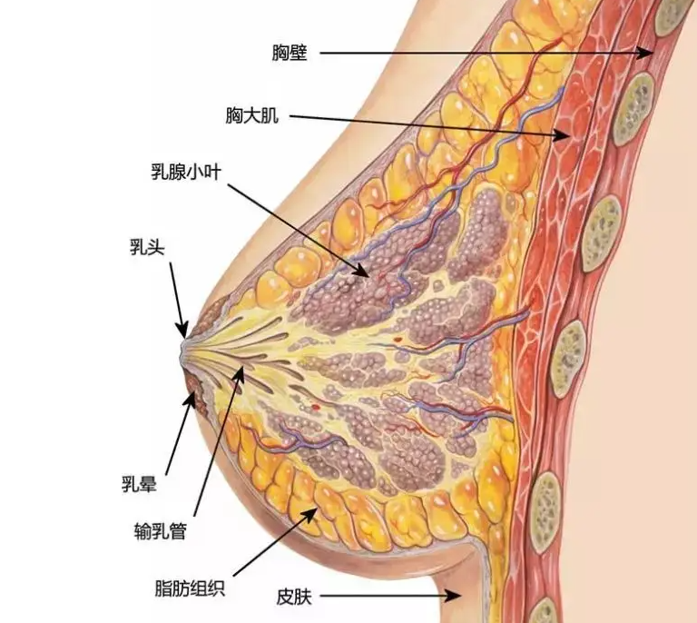 女性隆胸好吗 【谨慎】女性隆胸只会让胸部更丑