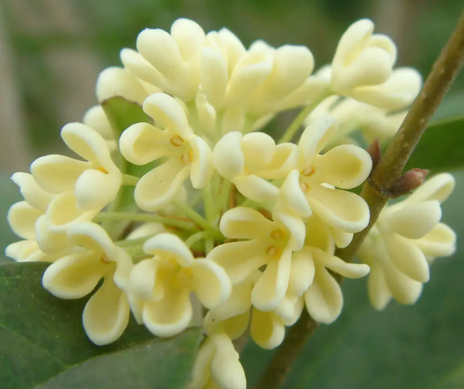 桂花树上的桂花能泡茶喝吗 桂花泡水的功效与作用