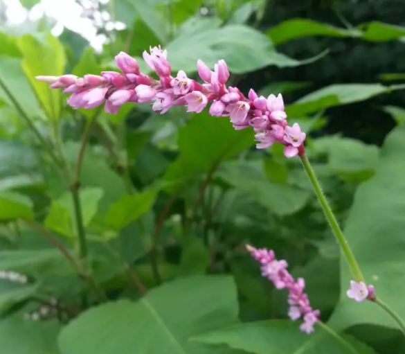 水红花子的功效与作用 水红花的禁忌人群