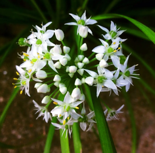 韭菜花可以吃的吗 韭菜花可以炒什么菜吃
