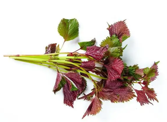 紫苏菜和鸡蛋吃有什么功效 紫苏鸡蛋怎么做好吃