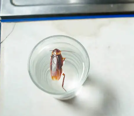 喝了蟑螂泡的水怎么办 蟑螂泡过的水有多脏