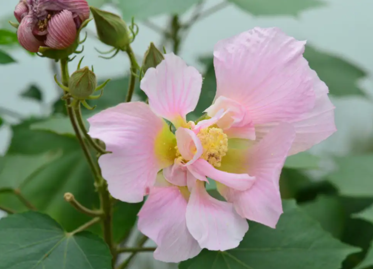 芙蓉花有什么功效 芙蓉花有哪些好处