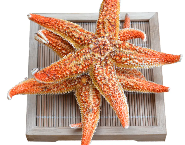 干海星可以怎么吃 干海星有哪些食用方法