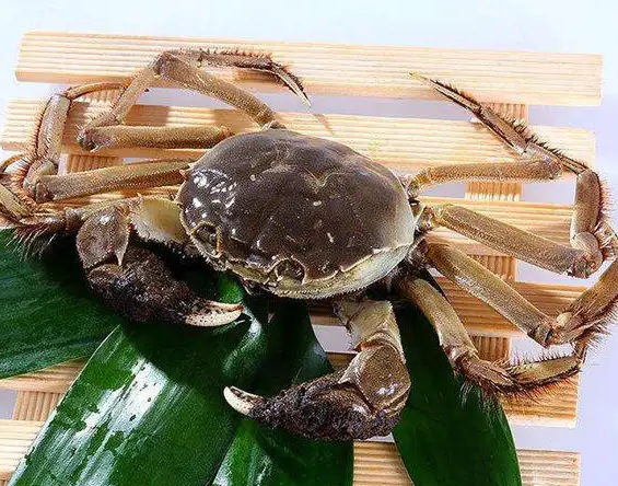 河里的螃蟹能吃吗 河里的小螃蟹如何食用