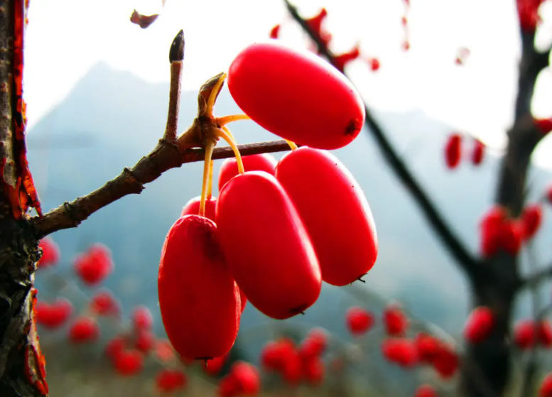 茱萸是什么植物 茱萸是什么花吗