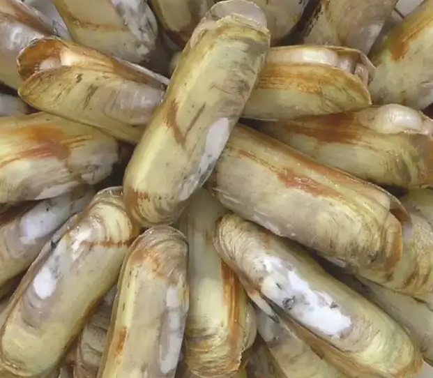 蛏子有寄生虫吗 孕妇可以吃蛏子吗