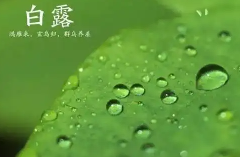 白露节气的含义是什么 白露节气干什么