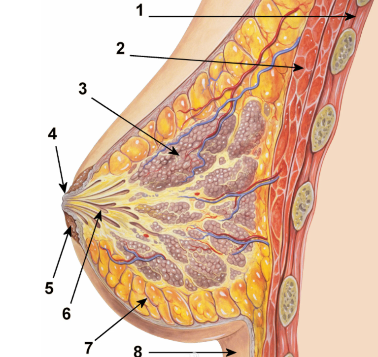 日常如何预防乳腺增生 五招让你远离乳腺增生