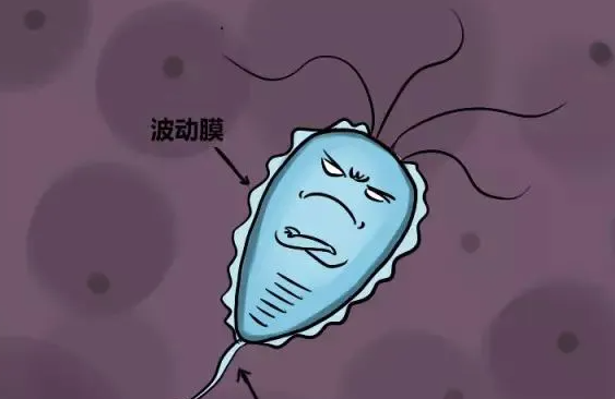 老年性阴道炎如何药物治疗 推荐两个处方治疗老年性阴道炎