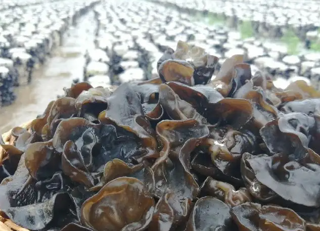 黑木耳是什么类植物 黑木耳的特点是什么样子
