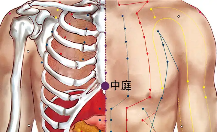 中庭是什么部位 中庭是什么意思