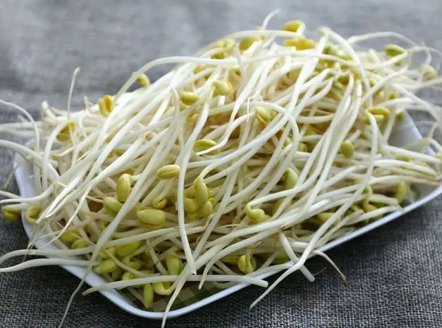 黄豆芽变绿是怎么回事 黄豆芽变绿了还能吃吗