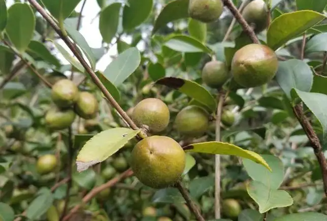 油茶果有什么功效 油茶果有哪些食用方法