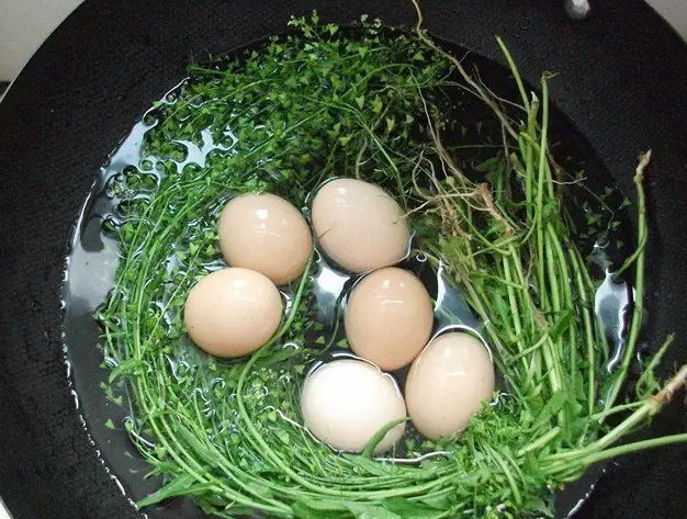 荠菜煮鸡蛋吃了会中毒吗 荠菜煮水喝有什么功效