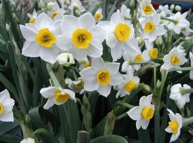 水仙花有毒吗 家里有宝宝能养水仙花吗