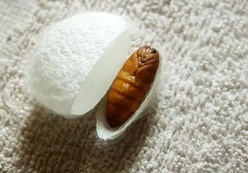 蚕蛹怎样洗脸 皮肤过敏能吃蚕蛹吗