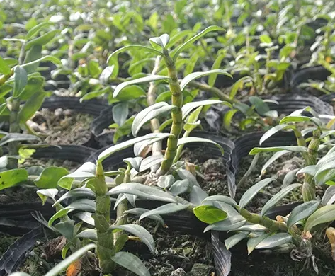 癫痫治疗 癫痫药膳方与饮食注意事项