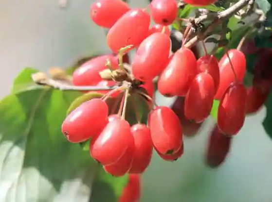 山茱萸的功效与作用 看完你就明白了
