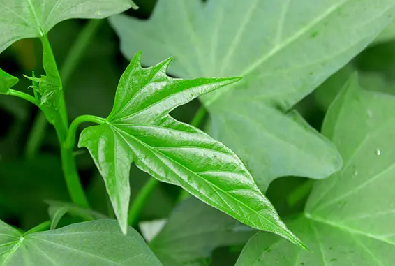 红薯叶的功效与作用 红薯叶怎么做好吃