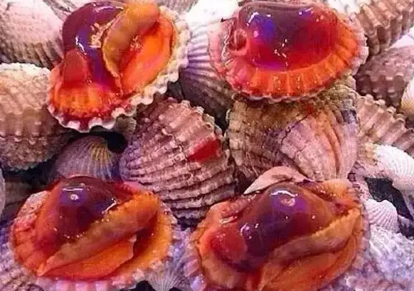 血蛤的功效与作用