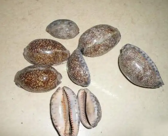 紫贝齿的功效与作用