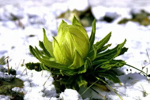 雪莲花怎么吃效果最好 雪莲花的功效和作用