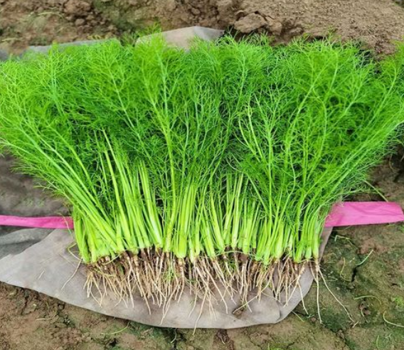 孕妇能不能吃茴香菜