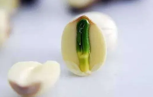 莲子心的功效与作用及食用方法