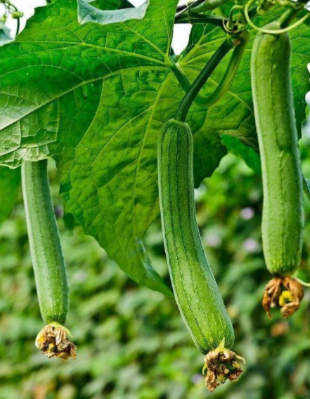 丝瓜的功效与作用