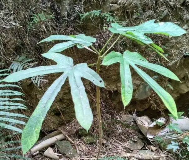 五指毛桃的功效与作用及食用方法