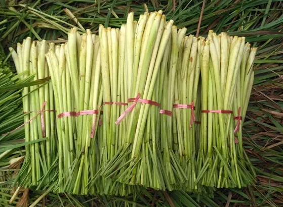 香茅草的功效与作用