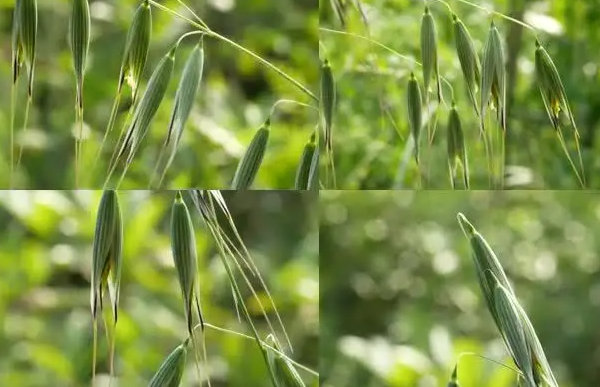 野燕麦的功效与作用有哪些