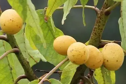 野生酸枣的功效与作用