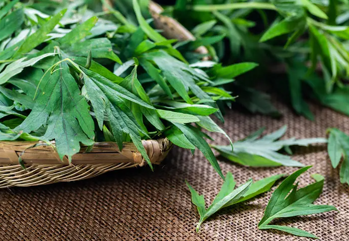 艾草的功效和作用
