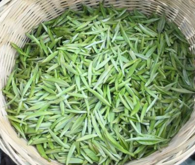 蒙顶甘露功效与作用