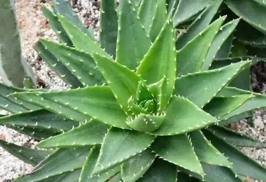 芦荟开花吗