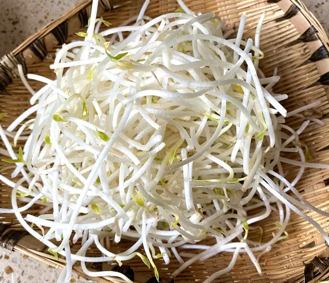绿豆芽的营养价值